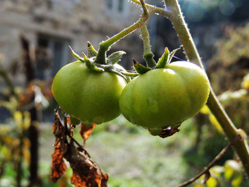Забытые зелёные помидоры. Забытые зелёные помидоры.