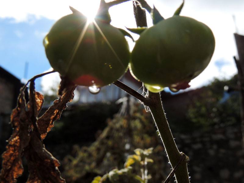 Солнце, помидоры, капли... Солнце, помидоры, капли...