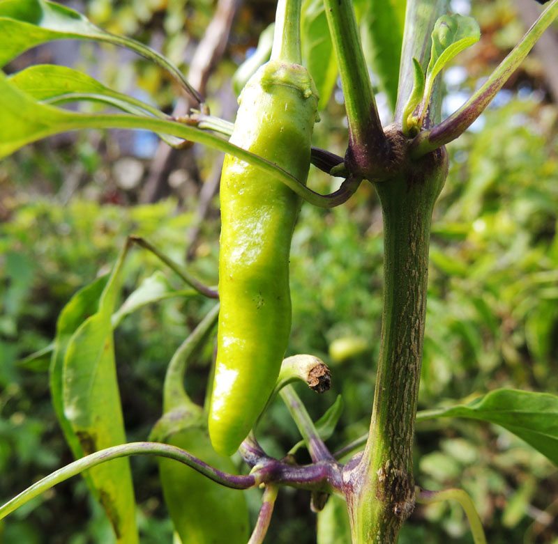 Забытый на грядке перец. Забытый на грядке перец.