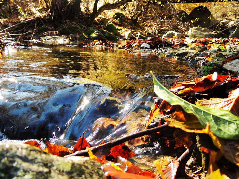 Листья прибило к бережку. Листья прибило к бережку.