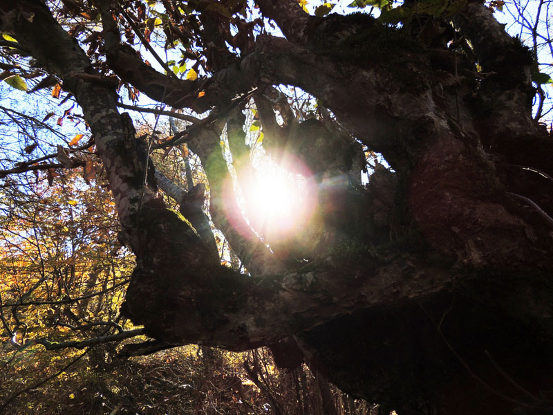 Солнце между стволами. Солнце между стволами.
