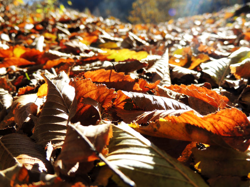 Ковёр из опавших листьев. Ковёр из опавших листьев.