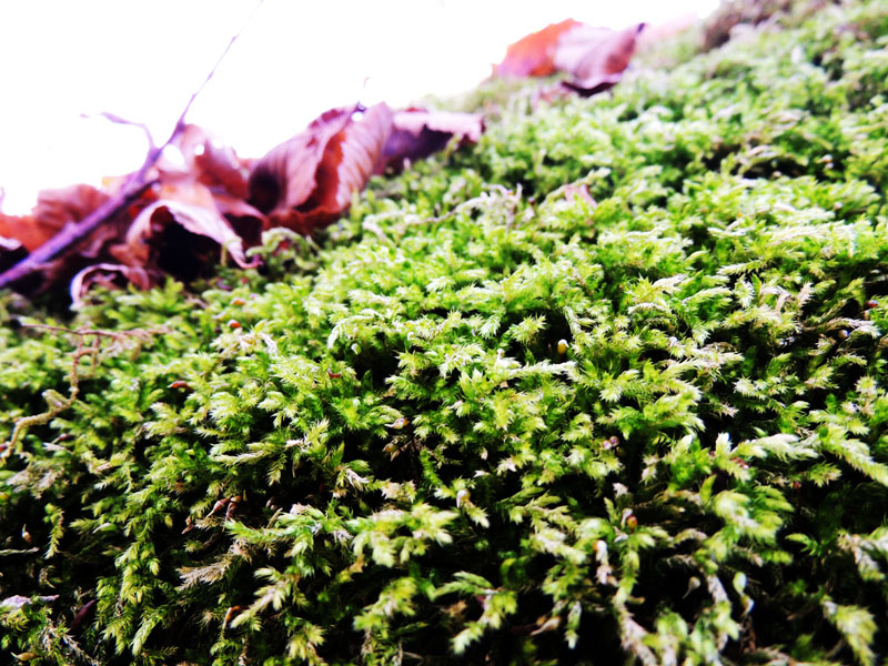 Мох и бордовые листья на нём. Мох и бордовые листья на нём.