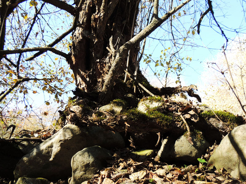 Дерево, корни, валуны. Дерево, корни, валуны.