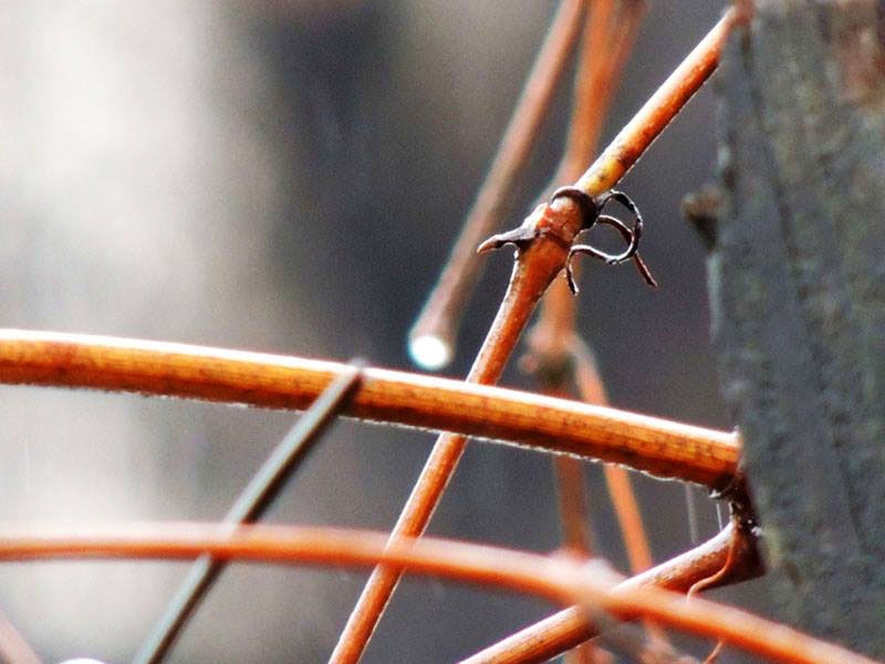 Винградные ветки. Винградные ветки.