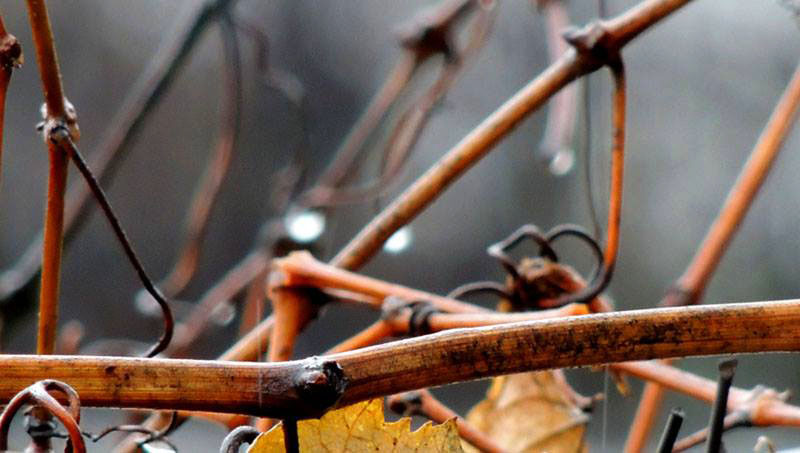 Ветки винограда. Ветки винограда.