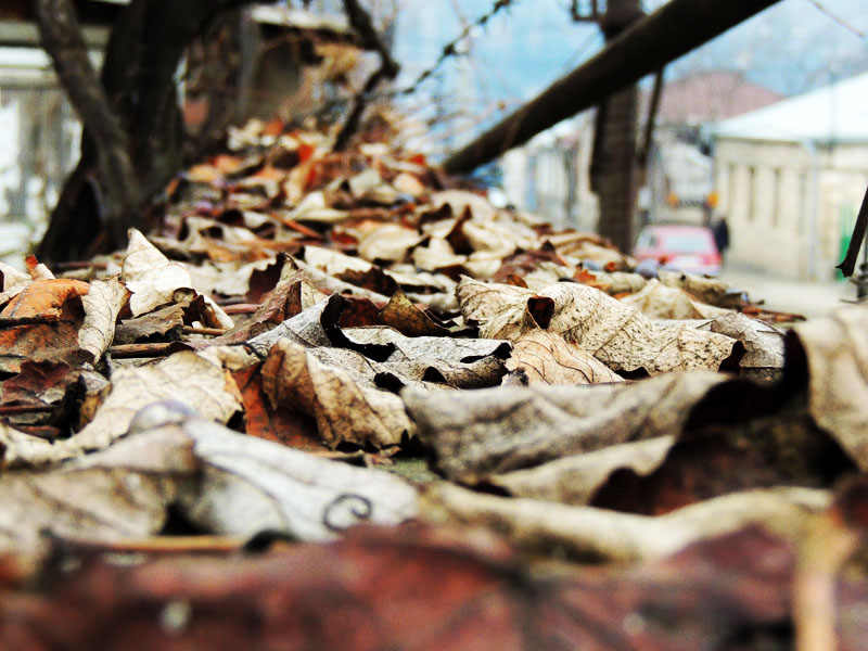 Осенние листья на каменном заборе. Осенние листья на каменном заборе.