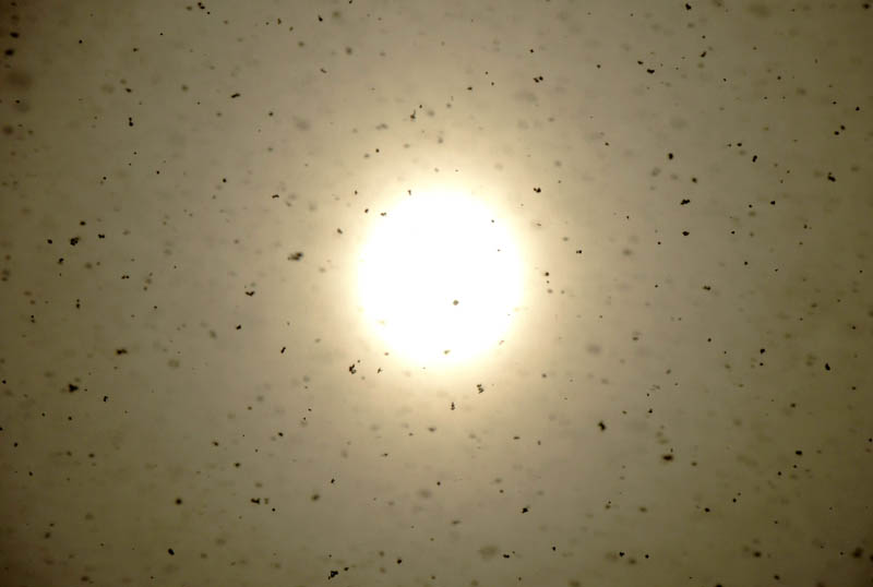 Утреннее солнце.