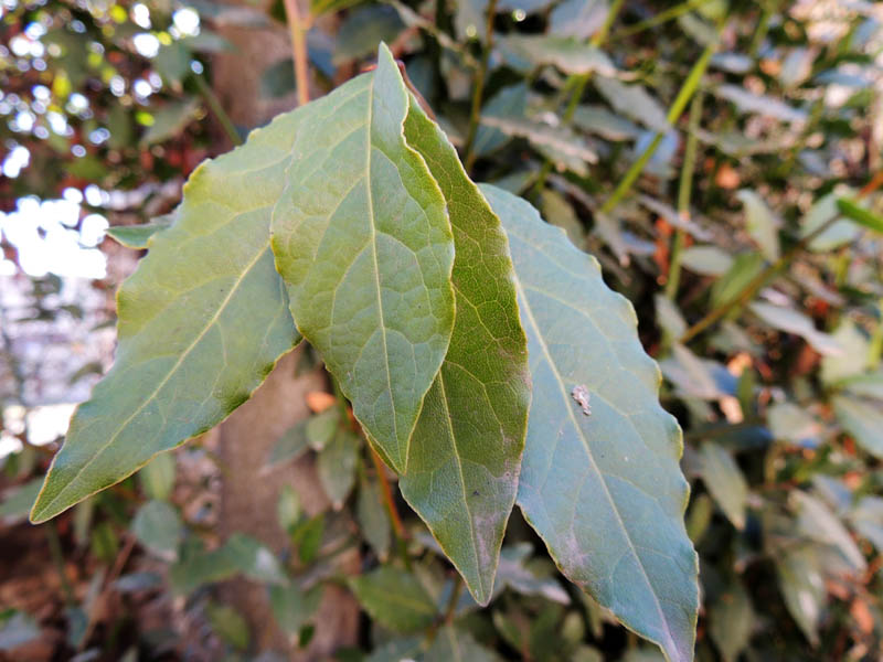 Вечно зелёные лаврики. Вечно зелёные лаврики.