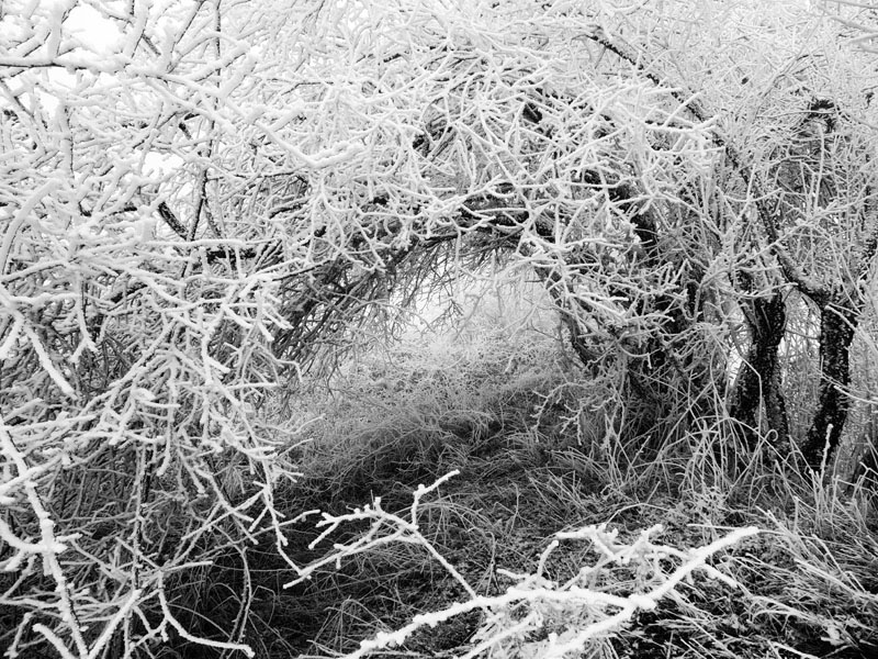 Фото 22. Черно-белый снимок. Фото 22. Черно-белый снимок.