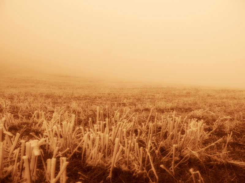 Фото 26. Ностальгическая сепия. Макросъёмка. Фото 26. Ностальгическая сепия. Макросъёмка.