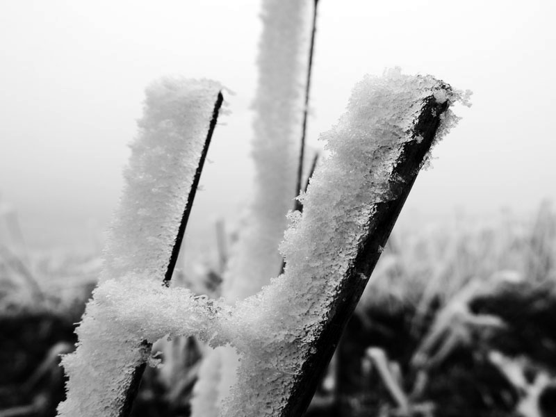 Фото 28. Черно-белый снимок. Макросъёмка. Фото 28. Черно-белый снимок. Макросъёмка.
