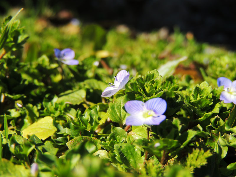Зелёный и светло-фиолетовые цвета. Зелёный и светло-фиолетовые цвета.