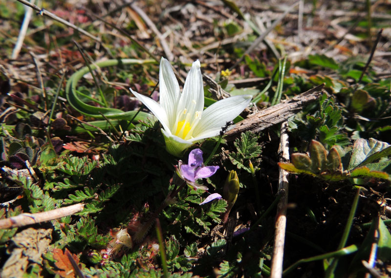 Подснежник и первоцвет. Подснежник и первоцвет.