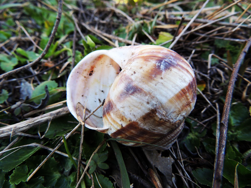 Пустая раковина улитки. Пустая раковина улитки.