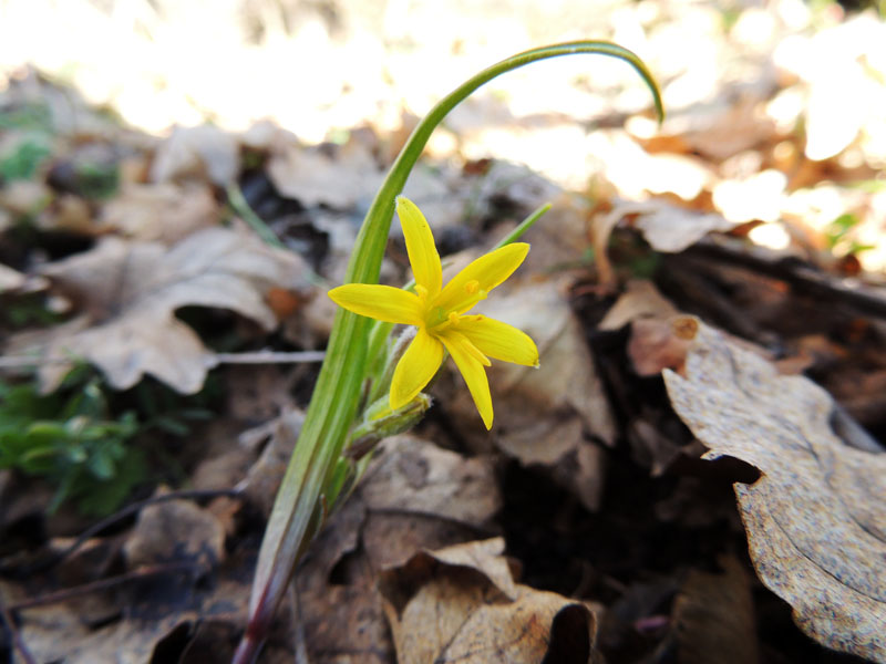 Полевой цветок. Полевой цветок.
