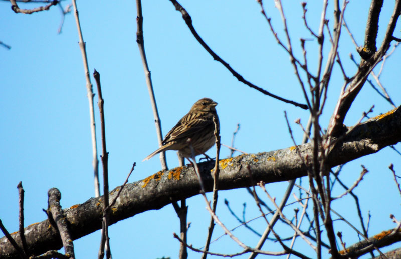 Воробушек Воробушек