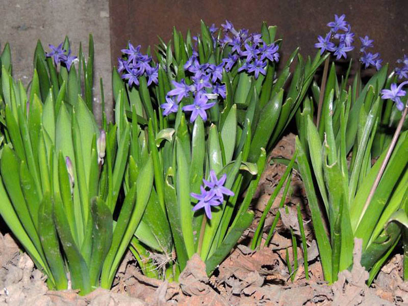 Гиацинт синий. Гиацинт синий.