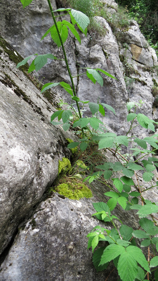 Июньские фотозарисовки.
