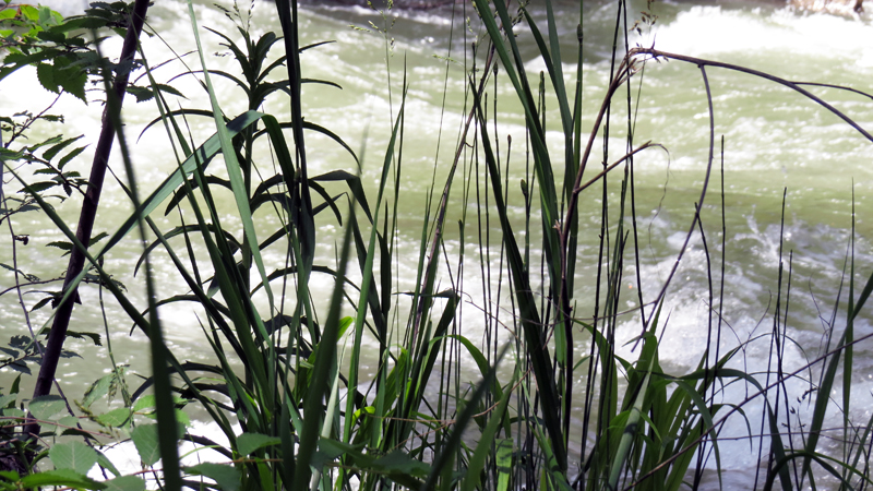 Июньские фотозарисовки.