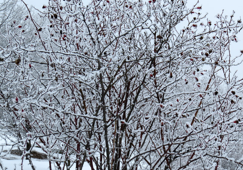 Деревце с прошлогодними плодами шиповника. Деревце с прошлогодними плодами шиповника.