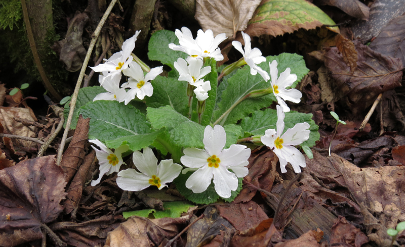 Белая лесная примула. Белая лесная примула.