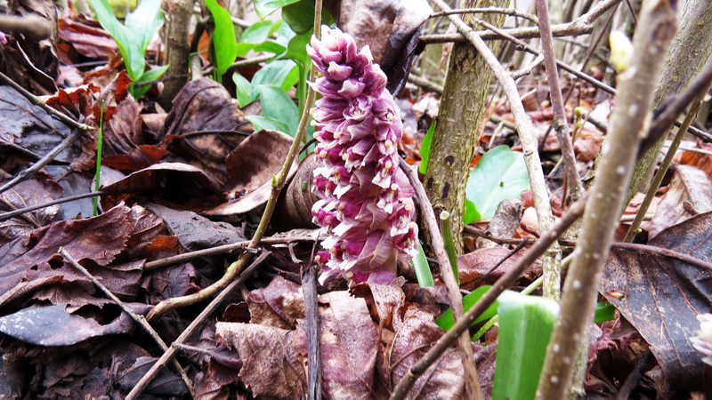 Гиацинт. Гиацинт.