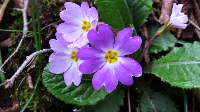 Фиолетовая примула крупным планом. Фиолетовая примула крупным планом.