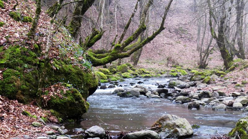 8 Склон небольшой горы, нависшей над рекой, на котором растут колокольчики. 8 Склон небольшой горы, нависшей над рекой, на котором растут колокольчики.