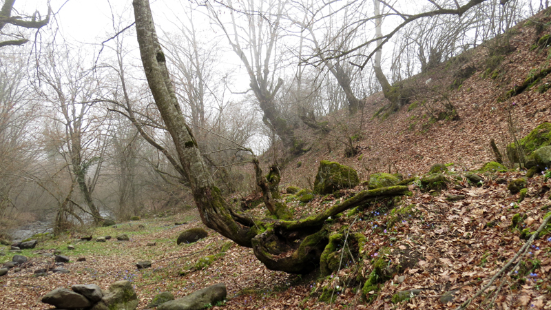Дерево тянется к реке... Дерево тянется к реке...