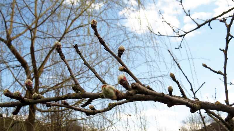 Верба расцветает. Верба расцветает.