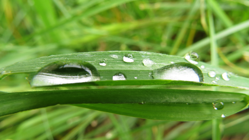 Капли похожи на выпуклые глаза лягушки. Капли похожи на выпуклые глаза лягушки.
