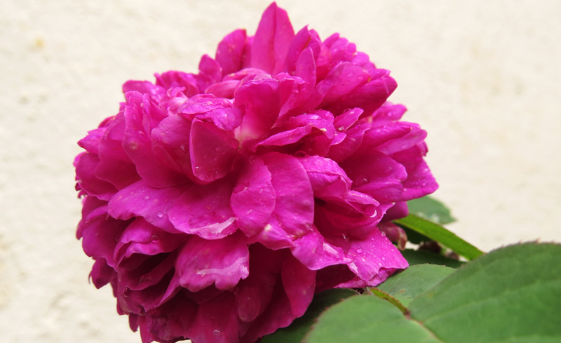 Чайная роза. Чайная роза.