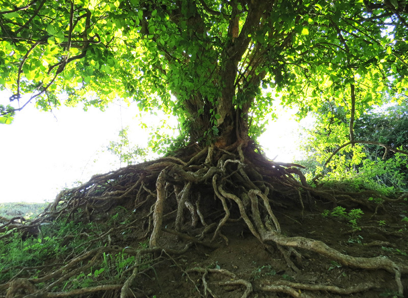 Корни. Фото из моего архива. Корни. Фото из моего архива.