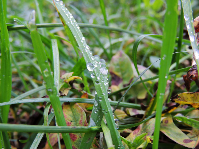 Осення роса - 4. Осення роса - 4.