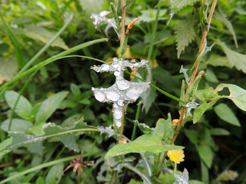 Осенняя роса - 5. Осенняя роса - 5.