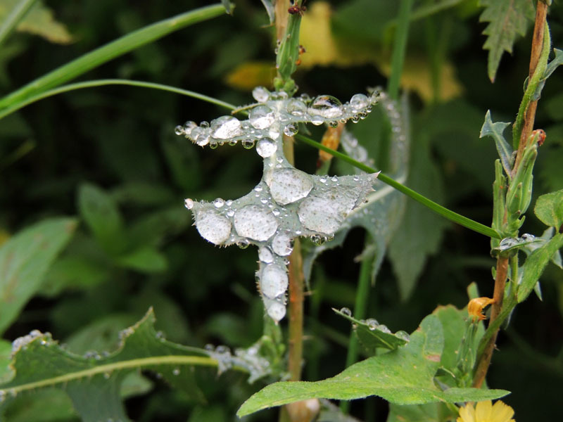 Осенняя роса - 6. Осенняя роса - 6.