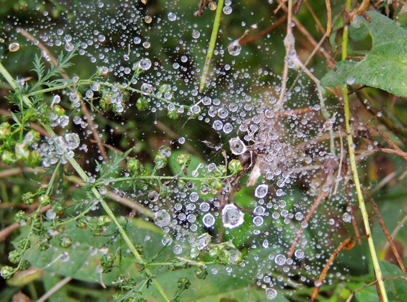 Осенняя роса - 10. Осенняя роса - 10.