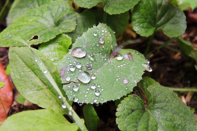 Осенняя роса - 11. Осенняя роса - 11.