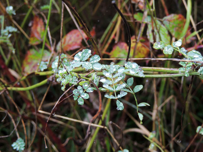Капельки Капельки