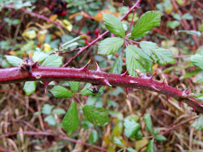 Колючки ежевики. Колючки ежевики.