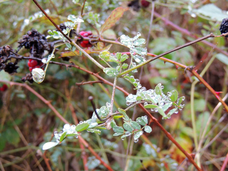 Зрусталики. Зрусталики.