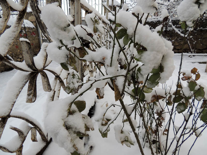 Зимний день 4. Зимний день 4.