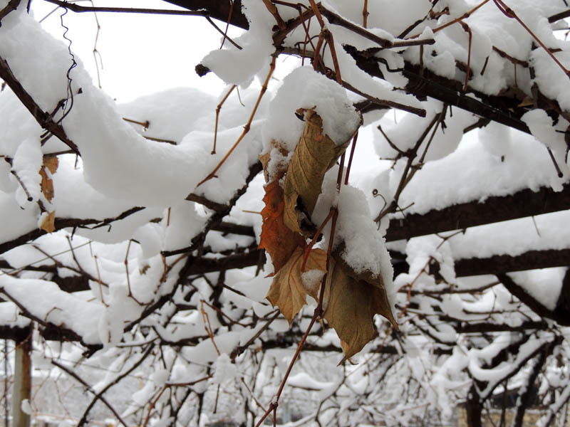 Зимний день 5. Зимний день 5.