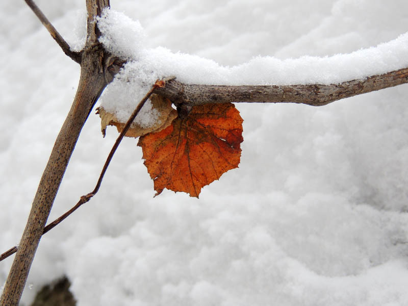 Зимний день 7. Зимний день 7.