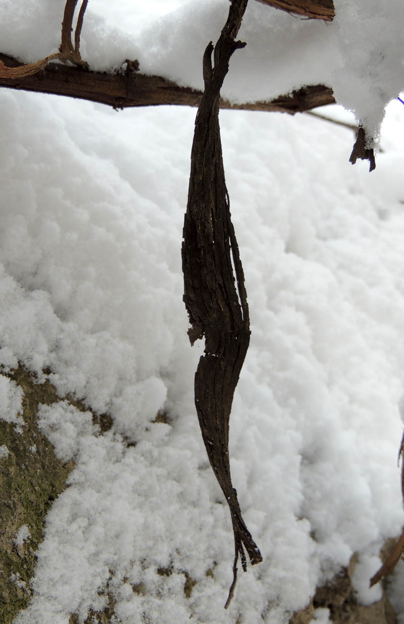 Зимний день 9. Зимний день 9.