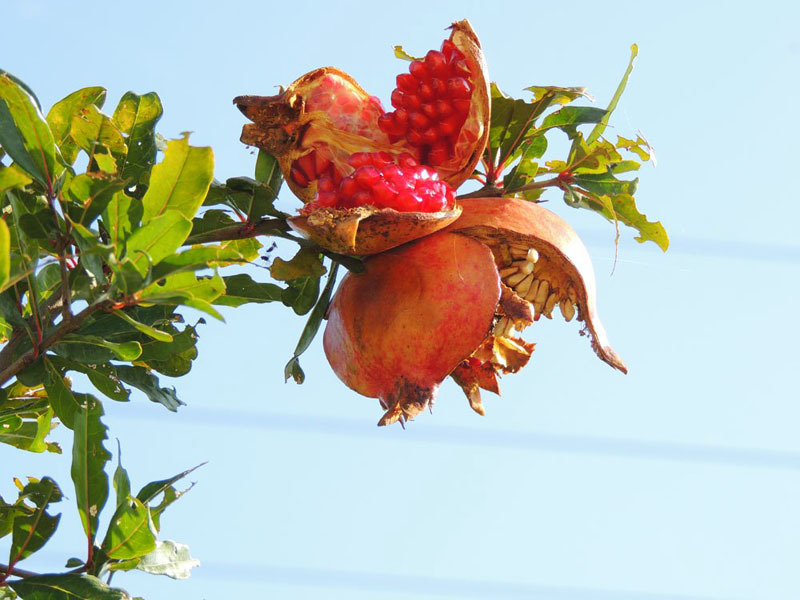 Гранат дикий - 2. Гранат дикий - 2.