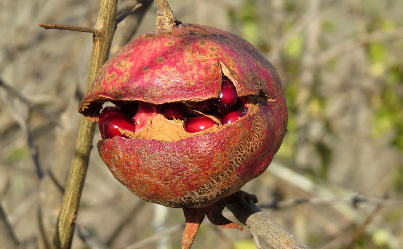 Гранат - 3. Гранат - 3.