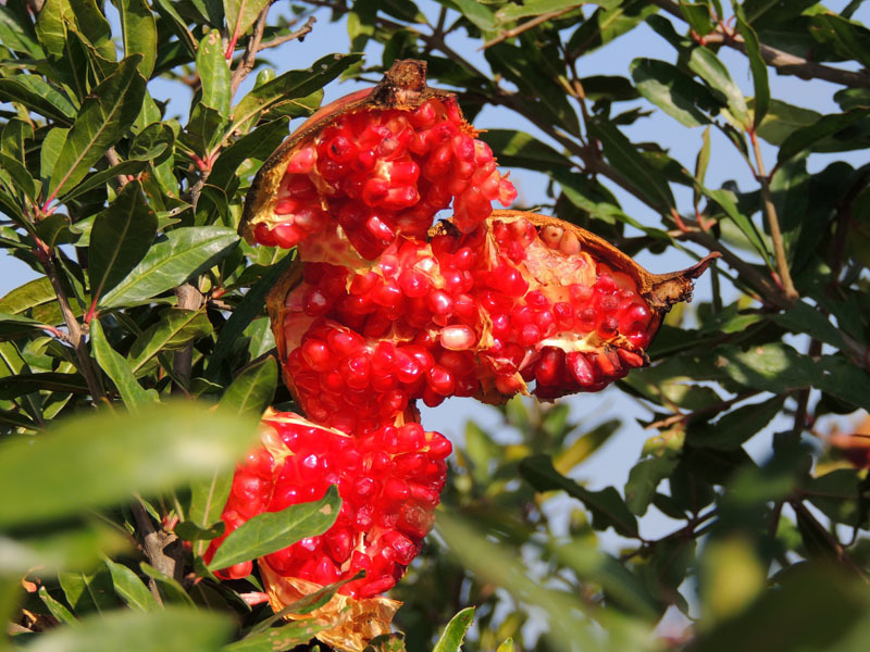 Гранат дикий - 4. Гранат дикий - 4.