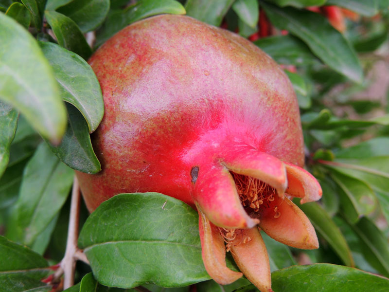 Гранат - 6. Гранат - 6.